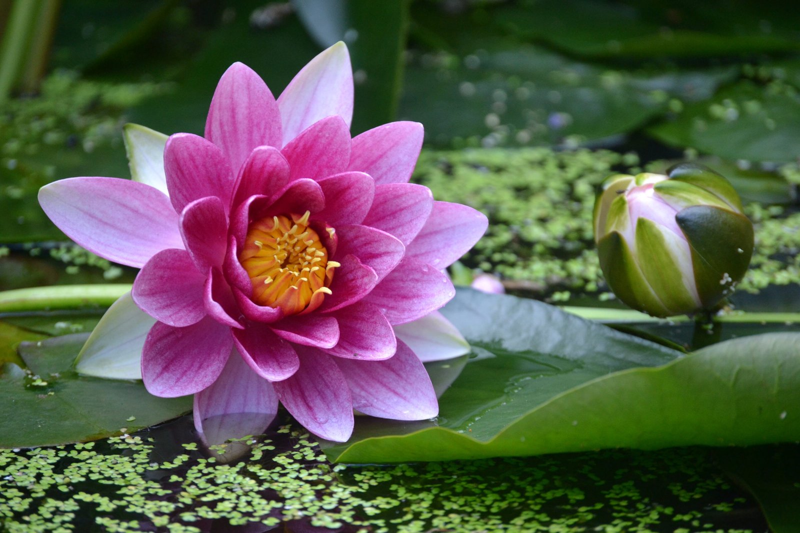 How to Choose the Perfect Flowers for Any Occasion