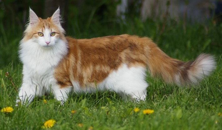 Norwegian Forest Cat: A Complete Guide to This Majestic and Affectionate Breed