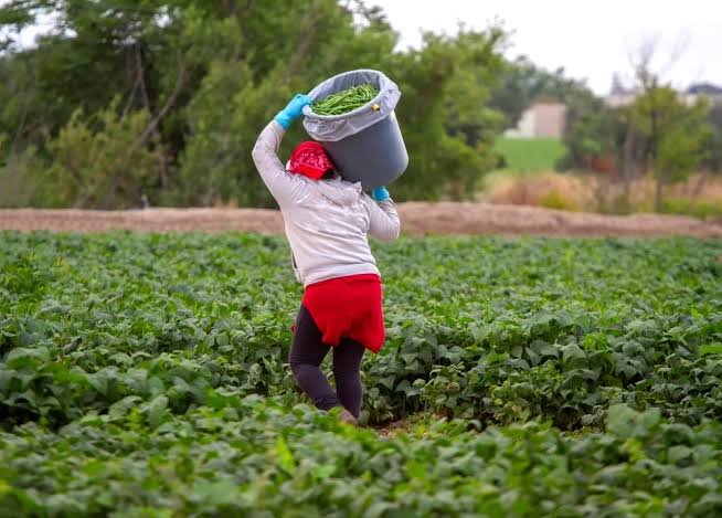 Jose M. Gracia Harvesting, Inc